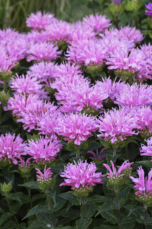  Sugar Buzz Pink Frosting Bee Balm (Monarda) - 1 Gallon Pot