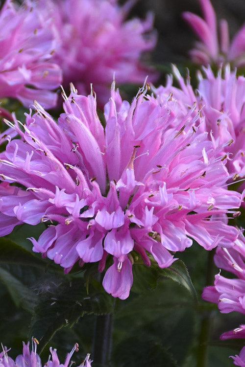  Sugar Buzz Pink Frosting Bee Balm (Monarda) - 1 Gallon Pot