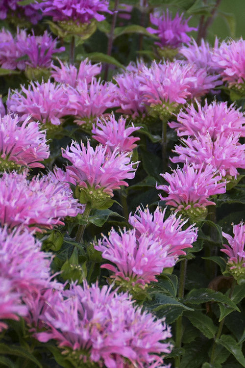  Sugar Buzz Pink Frosting Bee Balm (Monarda) - 1 Gallon Pot