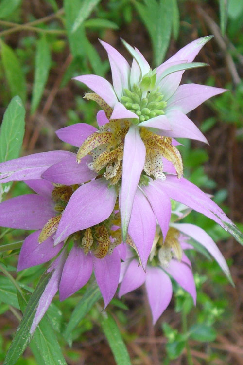  Beebop Bee Balm (Monarda Punctata) - 10 Pack Of Quart Pots