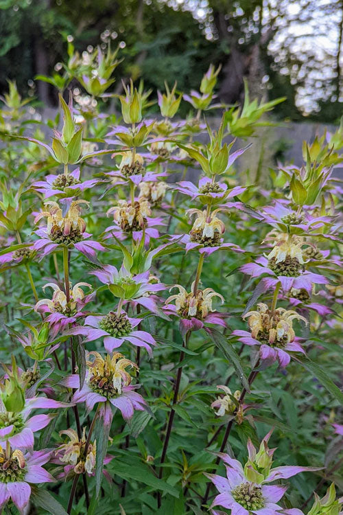  Beebop Bee Balm (Monarda Punctata) - 10 Pack Of Quart Pots