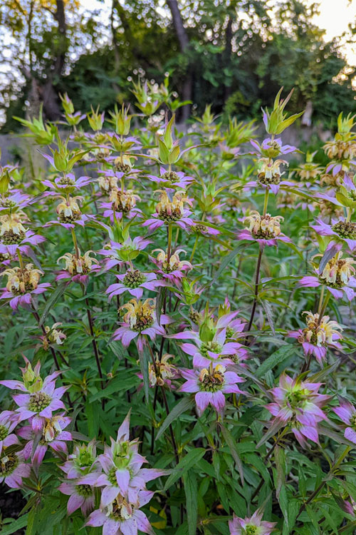  Beebop Bee Balm (Monarda Punctata) - 1 Gallon Pot