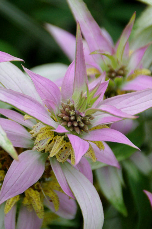  Beebop Bee Balm (Monarda Punctata) - 1 Gallon Pot