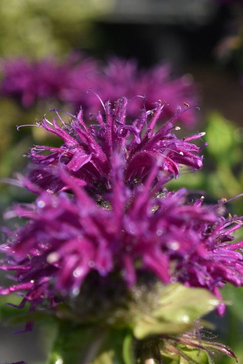  Purple Rooster Bee Balm (Monarda) - 1 Gallon Pot