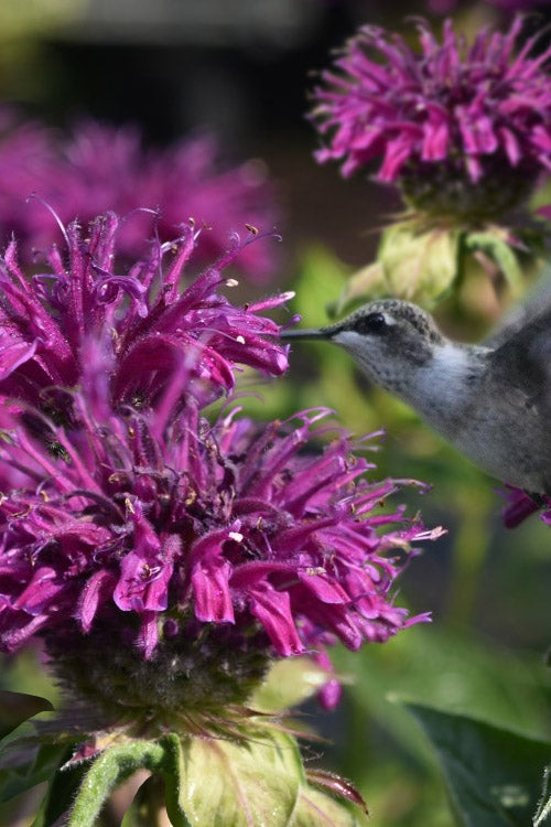  Purple Rooster Bee Balm (Monarda) - 1 Gallon Pot