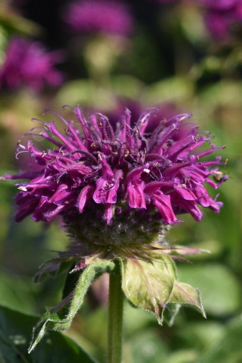  Purple Rooster Bee Balm (Monarda) - 6 Pack 1 Gallon Pots