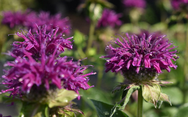  Purple Rooster Bee Balm (Monarda) - 1 Gallon Pot