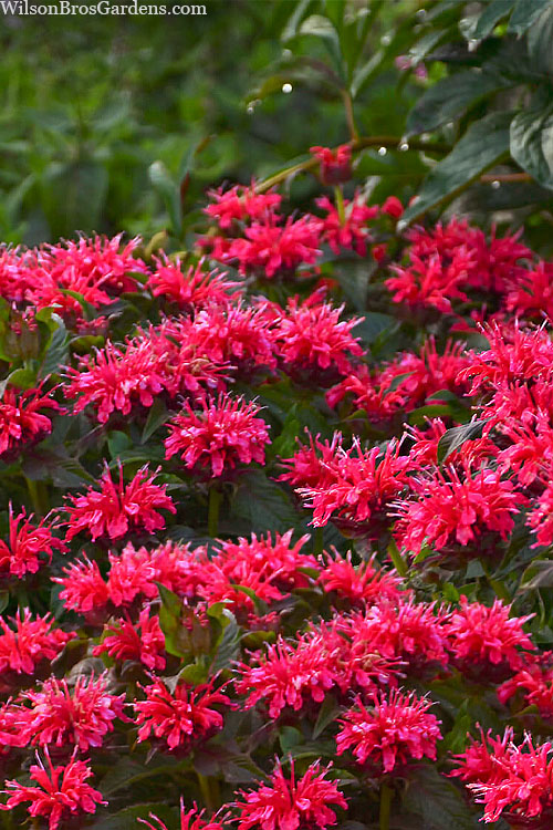  Cherry Pops Bee Balm (Monarda) - 1 Gallon Pot