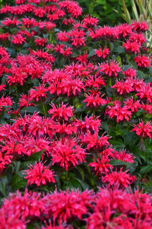  Cherry Pops Bee Balm (Monarda) - 1 Gallon Pot