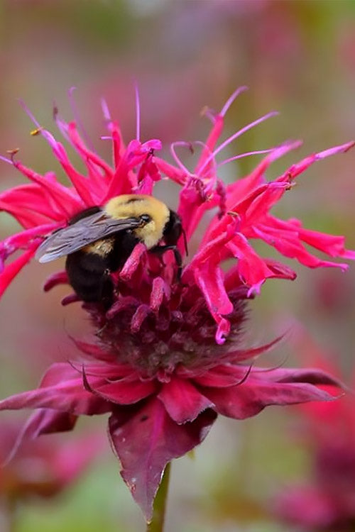  Cherry Pops Bee Balm (Monarda) - 1 Gallon Pot