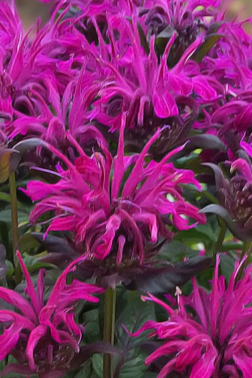  Rockin' Raspberry Bee Balm (Monarda) - 1 Gallon Pot
