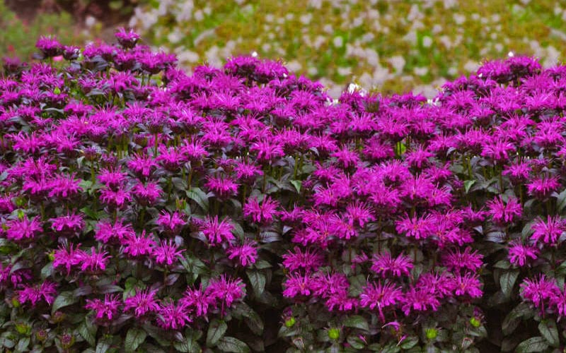  Rockin' Raspberry Bee Balm (Monarda) - 1 Gallon Pot