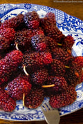  Red Mulberry Tree (Morus Rubra) - 1 Gallon Pot