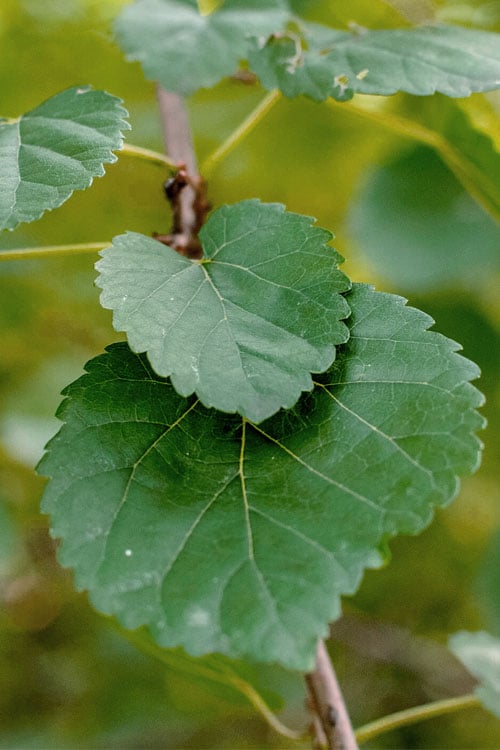  Red Mulberry Tree (Morus Rubra) - 1 Gallon Pot