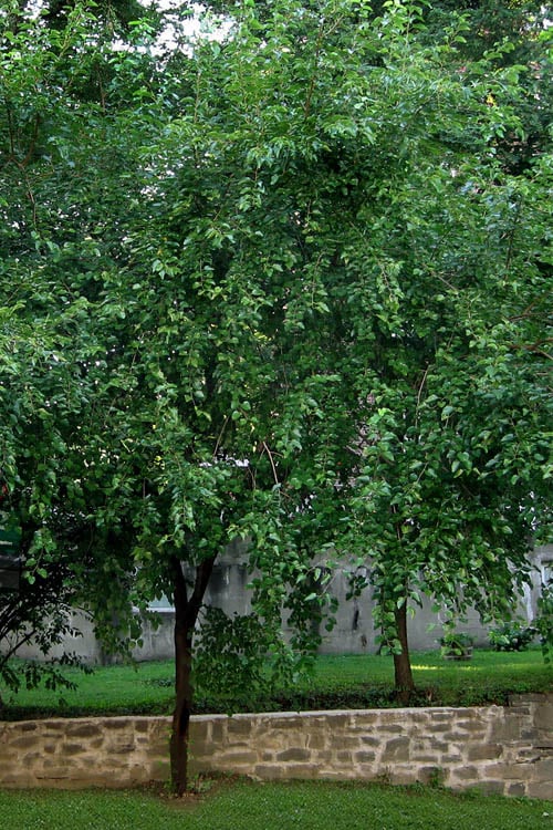  Red Mulberry Tree (Morus Rubra) - 1 Gallon Pot
