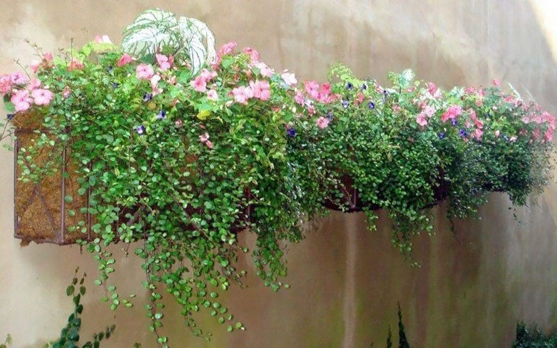  Creeping Wire Vine (Muehlenbeckia Axillaris) - 18 Pack Of Pint Pots