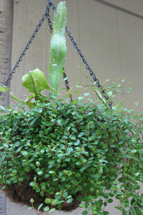  Creeping Wire Vine (Muehlenbeckia Axillaris) - 18 Pack Of Pint Pots
