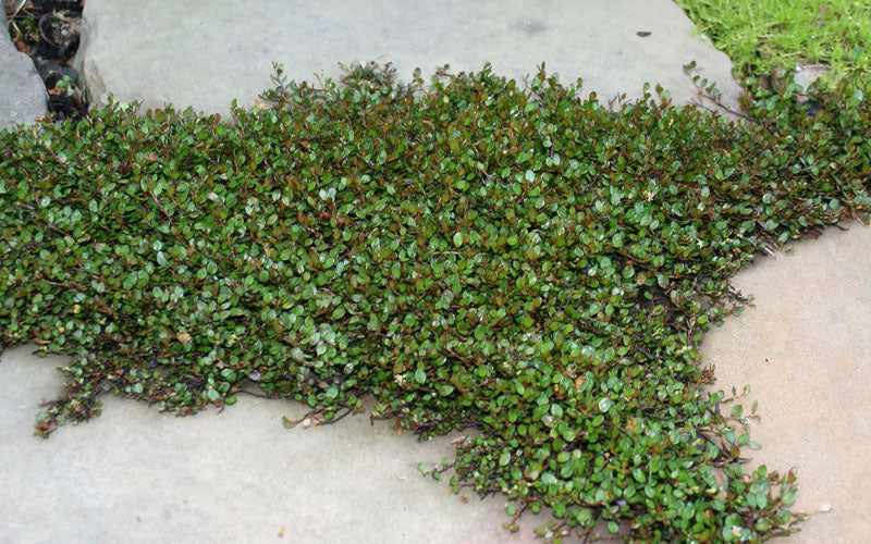  Creeping Wire Vine (Muehlenbeckia Axillaris) - 18 Pack Of Pint Pots