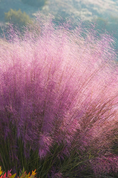  Fast Forward Pink Muhly Grass (Cotton Candy Grass) - 6 Pack Of 1 Gallon Pots
