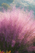  Fast Forward Pink Muhly Grass (Cotton Candy Grass) - 6 Pack Of 1 Gallon Pots