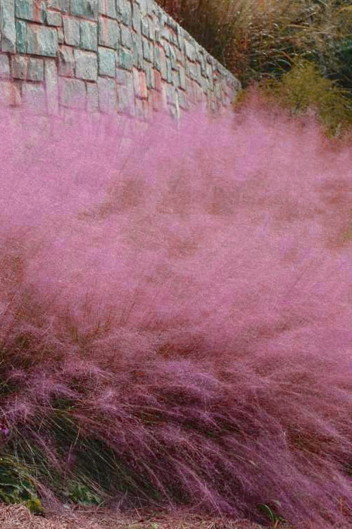  Fast Forward Pink Muhly Grass (Cotton Candy Grass) - 1 Gallon Pot