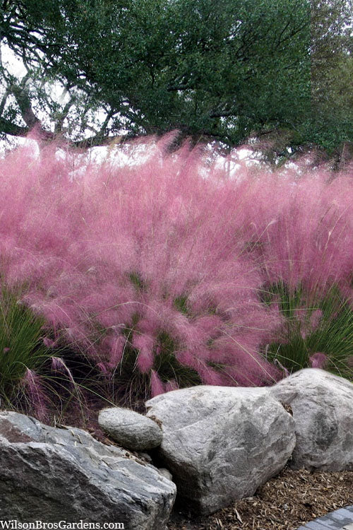  Pink Muhly Grass (Cotton Candy Grass) - 32 Pack Of 1 Gallon Pots