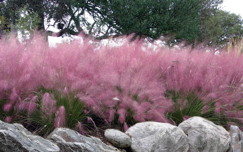  Pink Muhly Grass (Cotton Candy Grass) - 16 Pack Of 1 Gallon Pots