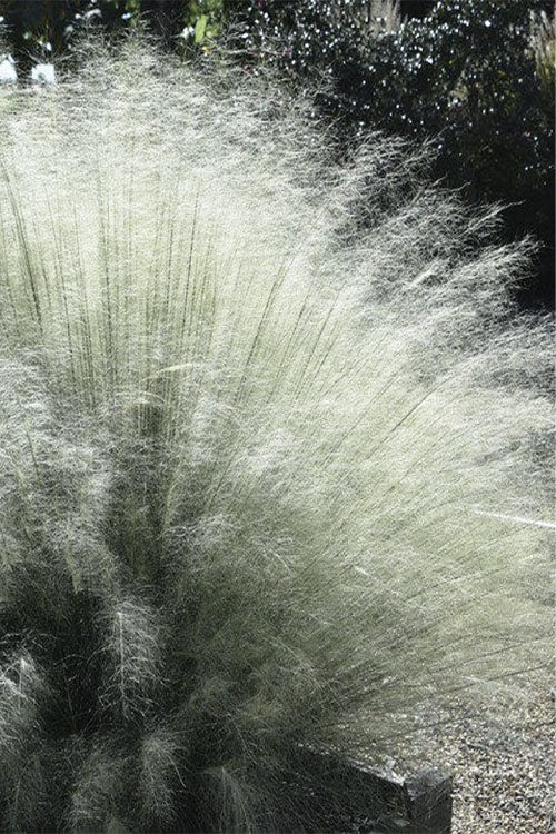  White Cloud Muhly Grass - 1 Gallon Pot
