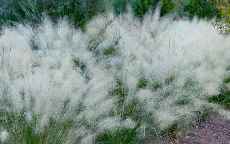  White Cloud Muhly Grass - 1 Gallon Pot
