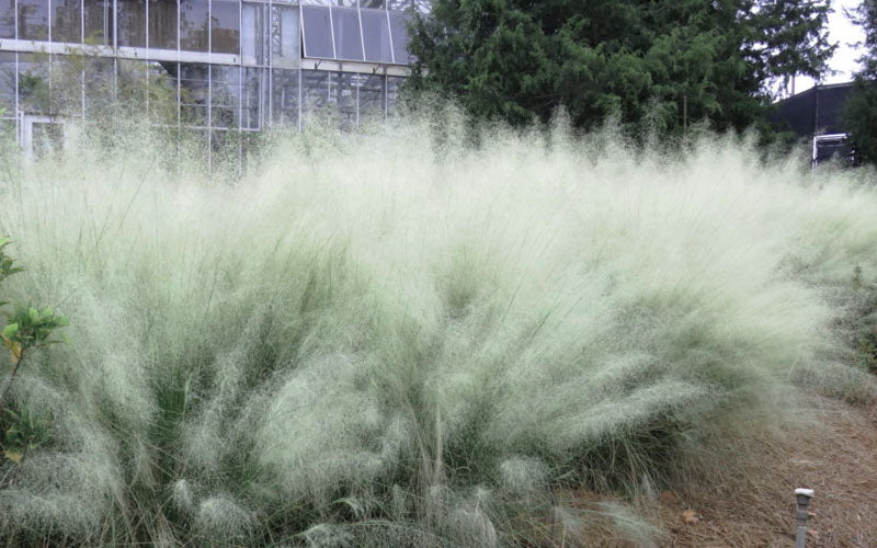  White Cloud Muhly Grass - 8 Pack Of 1 Gallon Pots