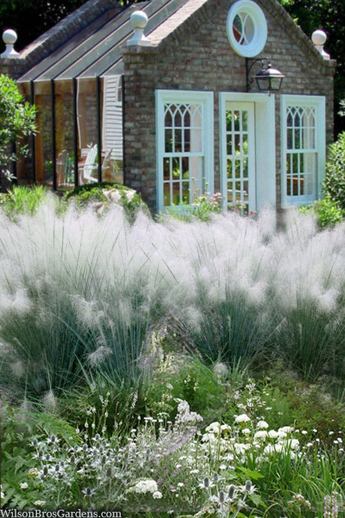  White Cloud Muhly Grass - 8 Pack Of 1 Gallon Pots