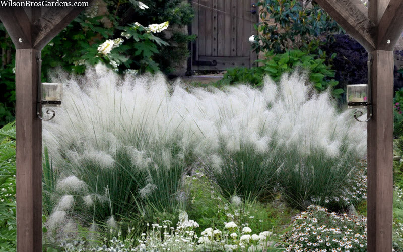  White Cloud Muhly Grass - 1 Gallon Pot