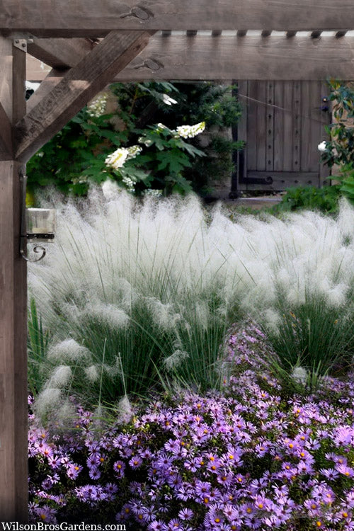  White Cloud Muhly Grass - 8 Pack Of 1 Gallon Pots