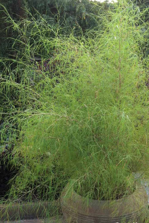  Bamboo Muhly Grass - 1 Gallon Pot