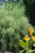  Bamboo Muhly Grass - 1 Gallon Pot