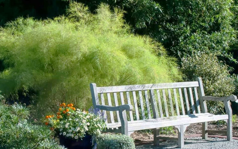  Bamboo Muhly Grass - 3 Gallon Pot