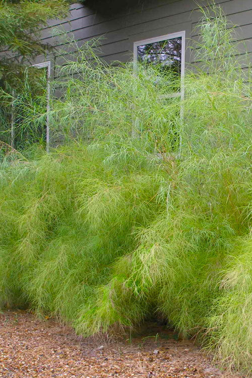  Bamboo Muhly Grass - 3 Gallon Pot