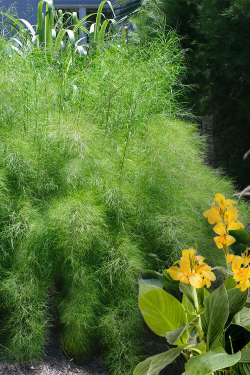  Bamboo Muhly Grass - 3 Gallon Pot
