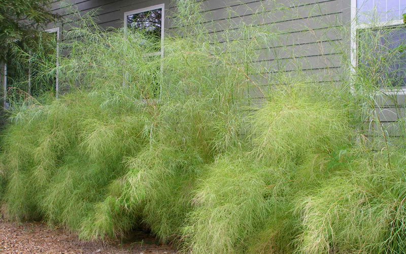  Bamboo Muhly Grass - 1 Gallon Pot