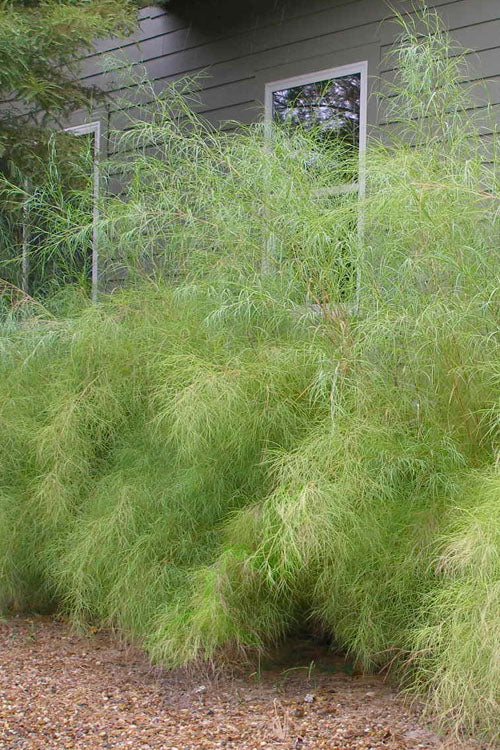  Bamboo Muhly Grass - 1 Gallon Pot