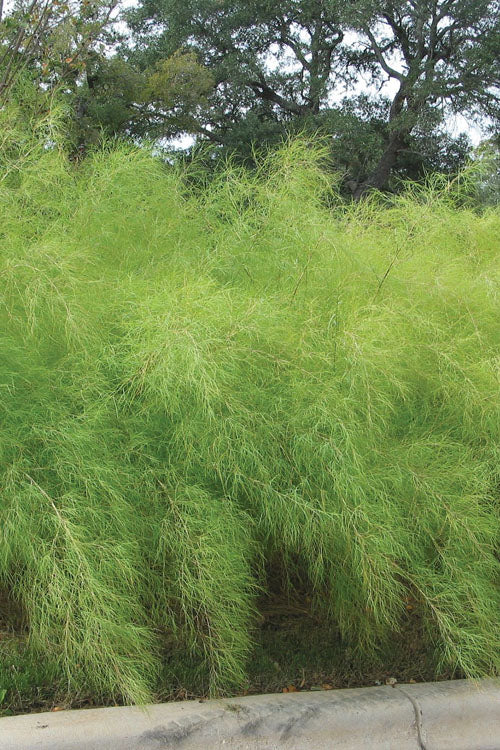  Bamboo Muhly Grass - 1 Gallon Pot