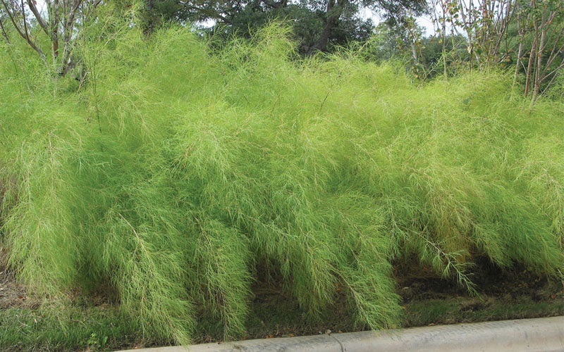  Bamboo Muhly Grass - 1 Gallon Pot