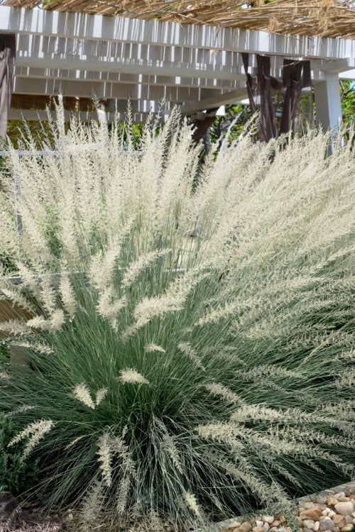  Big Muhly Grass - 6 Pack Of 1 Gallon Pots