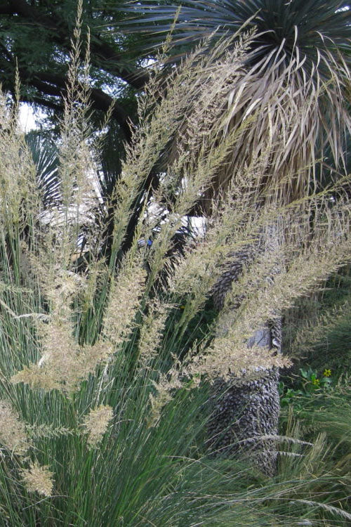  Big Muhly Grass - 6 Pack Of 1 Gallon Pots