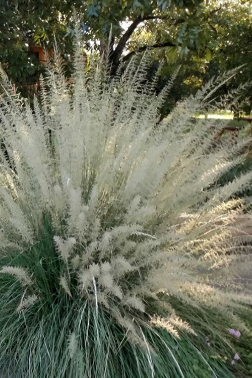  Big Muhly Grass - 6 Pack Of 1 Gallon Pots