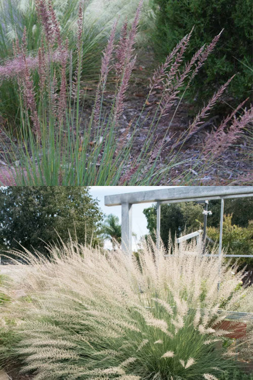  Big Muhly Grass - 1 Gallon Pot