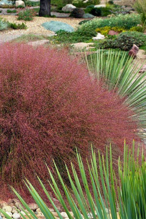  Undaunted Ruby Red Muhly Grass - 6 Pack Of 1 Gallon Pots