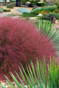  Undaunted Ruby Red Muhly Grass - 6 Pack Of 1 Gallon Pots