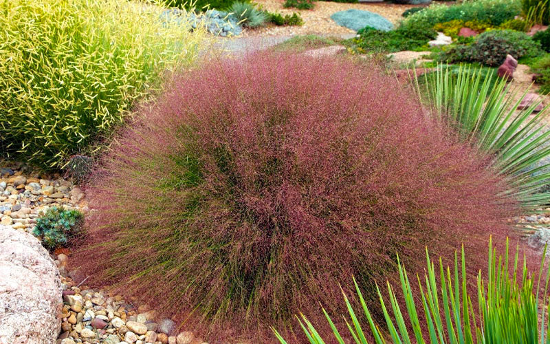  Undaunted Ruby Red Muhly Grass - 3 Gallon Pot