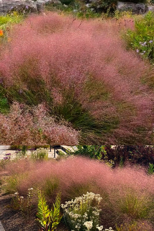  Undaunted Ruby Red Muhly Grass - 6 Pack Of 1 Gallon Pots